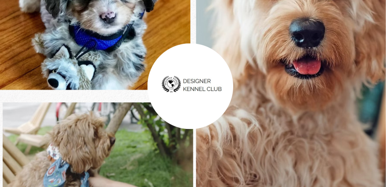 Designer Dog Breed Registries Compared for Owners